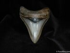 Super Collector Grade Megalodon Tooth Inches #79-1